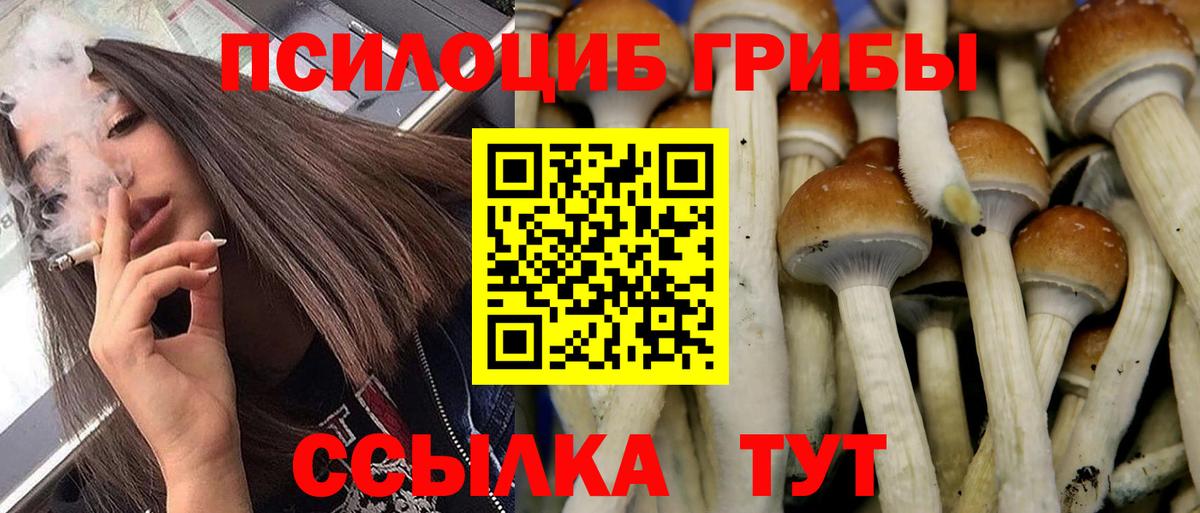 Псилоцибиновые грибы Cubensis Гурьевск